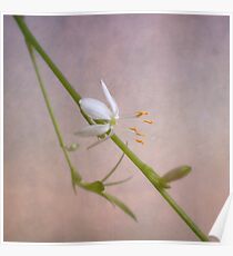 Dainty Poster