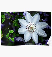 White Clematis Surrounded By Purple Clematis Poster