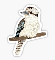 kookaburra Sticker