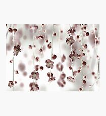 Cherry blossoms 2 Photographic Print