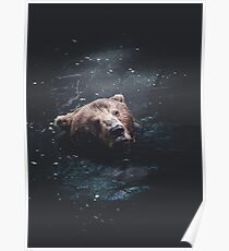 Brown bear Poster
