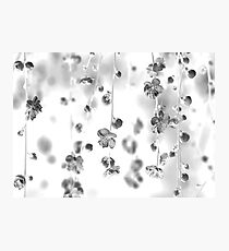 Cherry blossoms 4 Photographic Print