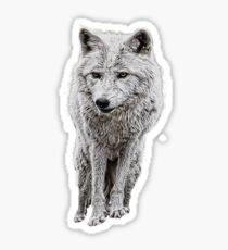 White wolf Sticker