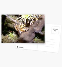 Yummy flowers Postcards
