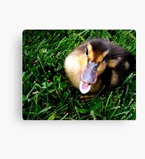 You "Quack" me up! Canvas Print