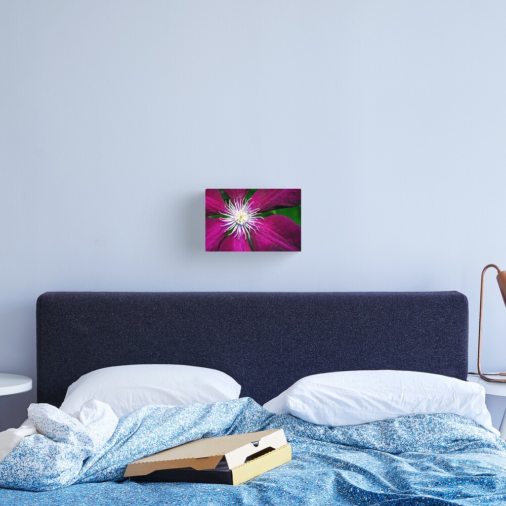 Clematis Canvas Print