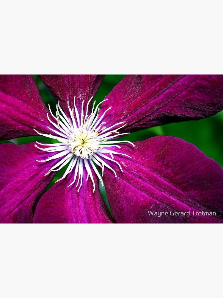 Clematis by redmoondragon