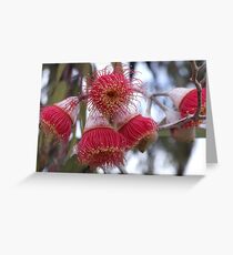 Eucalyptus Flowers Greeting Card