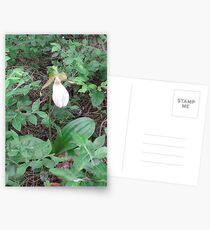 Lady Slipper Postcards