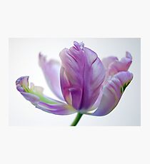 Raw Silk Photographic Print