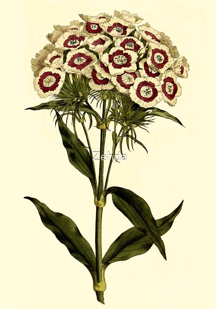 "Sweet William Botanical Art" by Zehda Redbubble