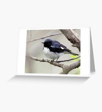 Black Throated Blue Warbler Greeting Card