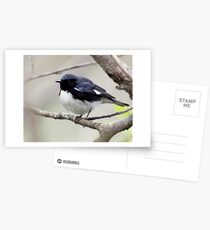 Black Throated Blue Warbler Postcards