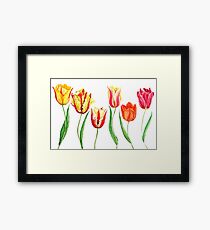 colorful tulips Framed Print