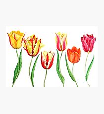 colorful tulips Photographic Print