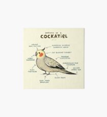 Lámina rígida Anatomía de un Cockatiel