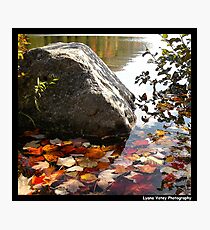 Fallen Leaves Photographic Print