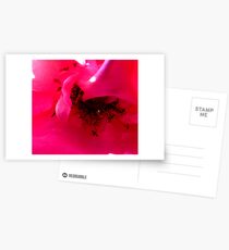 BLUSHING Postcards