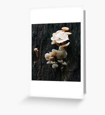 Triplet Falls Mushrooms Greeting Card