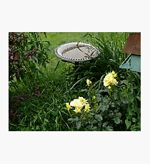 Roses In Our Country Garden Photographic Print