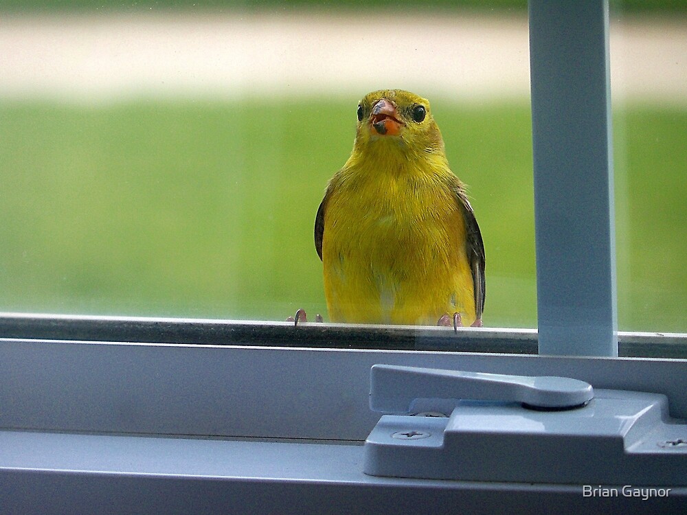 "Little Bird on the Window Sill" by Brian Gaynor Redbubble
