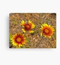 Indian Blanketflower Leinwanddruck