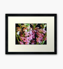 Pink Snapdragons Framed Print