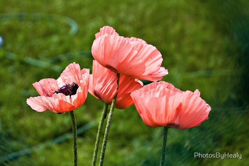 Pink Poppies by Photos by Healy