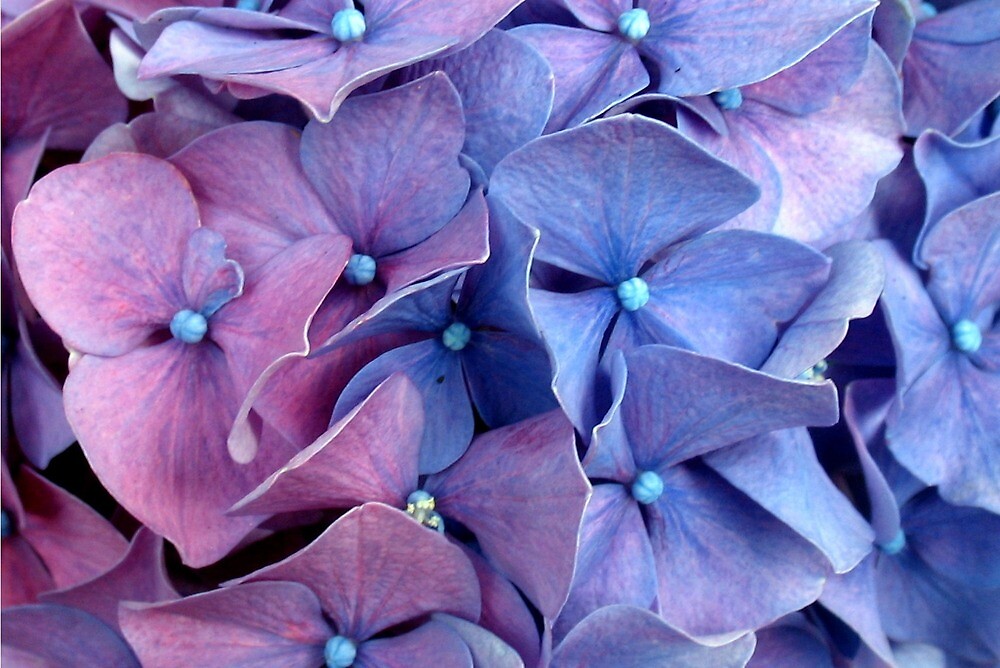 "HYDRANGEA CLOSEUP" by Joan Harrison | Redbubble