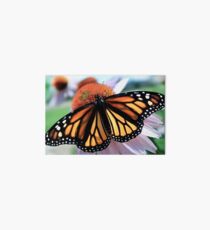 Monarch Butterfly on Purple Coneflower Art Board