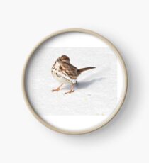 Song Sparrow--on Snow! Clock