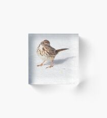 Song Sparrow--on Snow! Acrylic Block