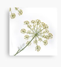 Dill Canvas Print