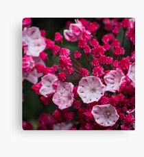 Pink Flower Macro Canvas Print