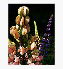 Lupins Photographic Print