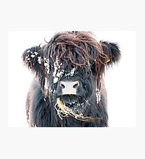 Highland Cow in Snow Photographic Print