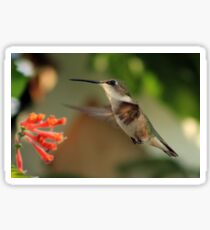Hummingbirds and Honeysuckles Sticker