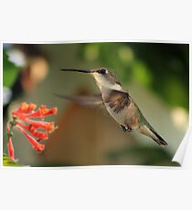 Hummingbirds and Honeysuckles Poster