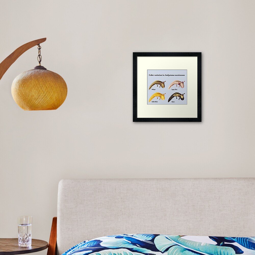 Axolotl Color Variation Poster Framed Art Print