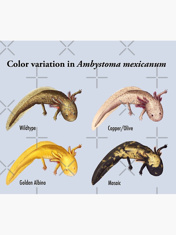 Axolotl Color Variation Poster by seasofstars