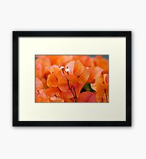 Orange Bougainville Framed Print