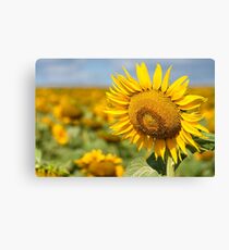 Sunflower Fields - Nobby, Australia Canvas Print