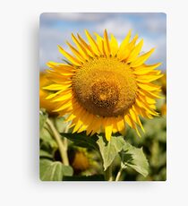 Sunflower - Nobby, Australia Canvas Print