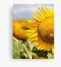 Sunflower - Nobby, Australia Canvas Print