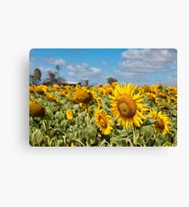 Sunflower Fields - Nobby, Australia Canvas Print