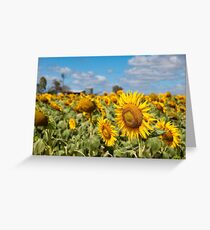 Sunflower Fields - Nobby, Australia Greeting Card