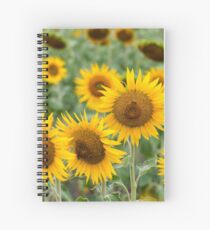 Sunflower Field - Nobby, Australia Spiral Notebook