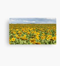 Sunflower Field - Nobby, Australia Canvas Print