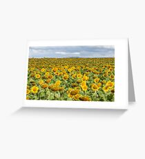Sunflower Field - Nobby, Australia Greeting Card