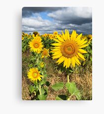 Sunflower Field - Nobby, Australia Canvas Print